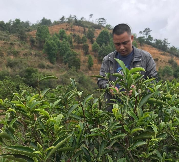 Mi Lan Xiang Organic Dancong Oolong | Tea Spot