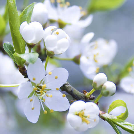 The Japanese Secret to Umami Teas