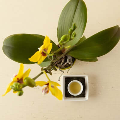 Useful Things You Can Do With Tea