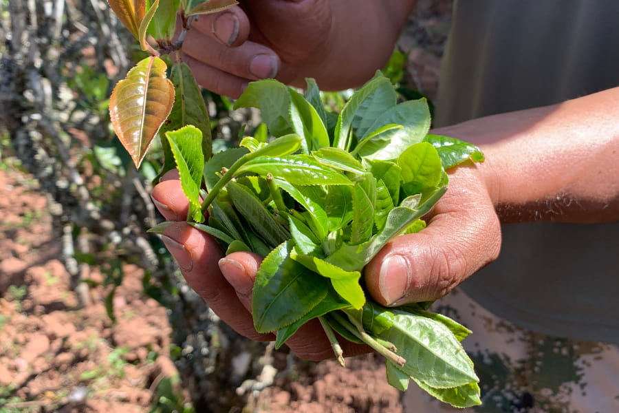 a hand holds fresh green tea leaves