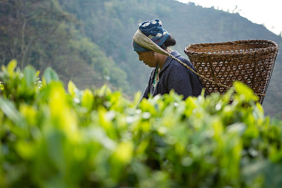 woman with tea collection basket on her back picks tea in a tea field in the mountains