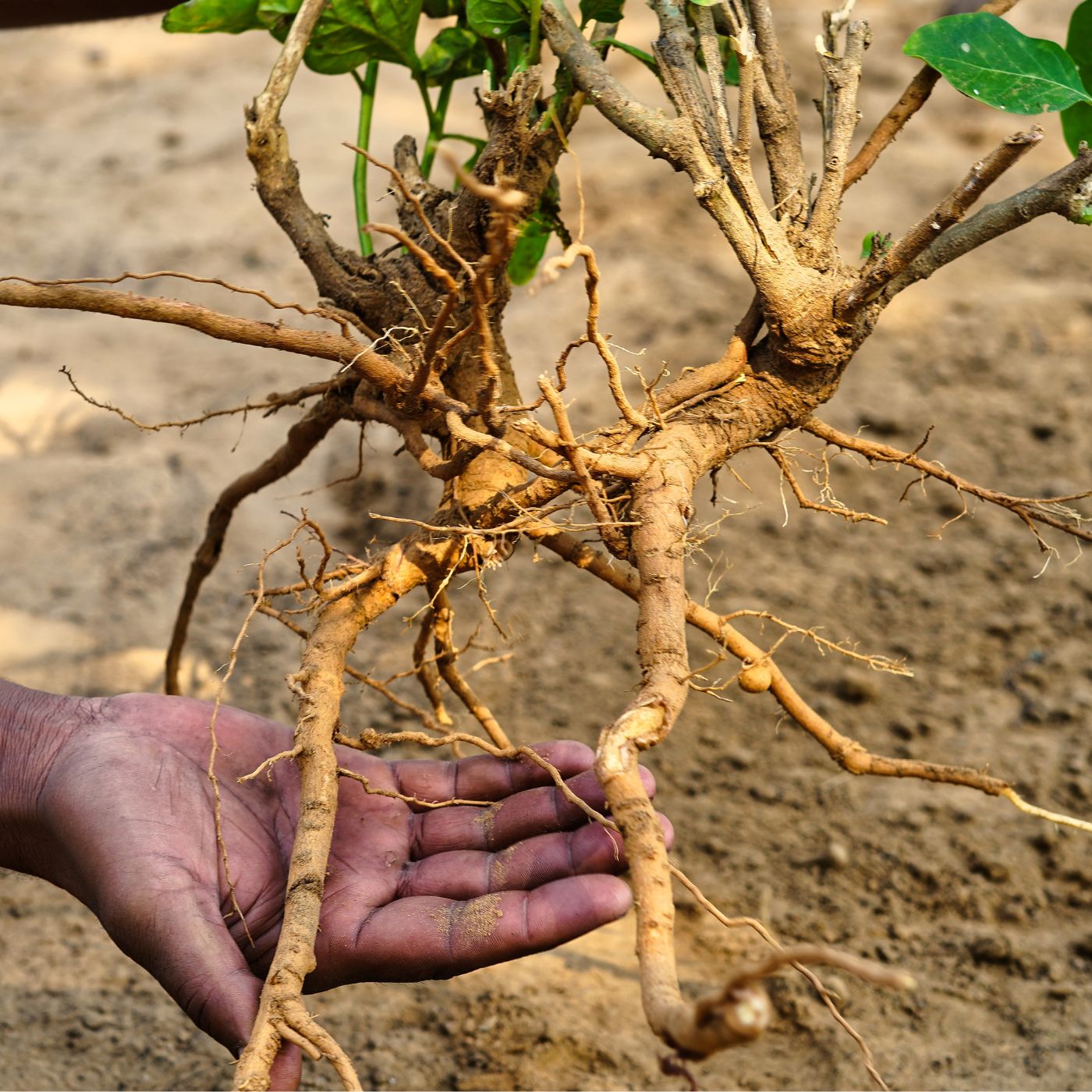 Hand holding an ashwagandha plant with visible roots against a natural background