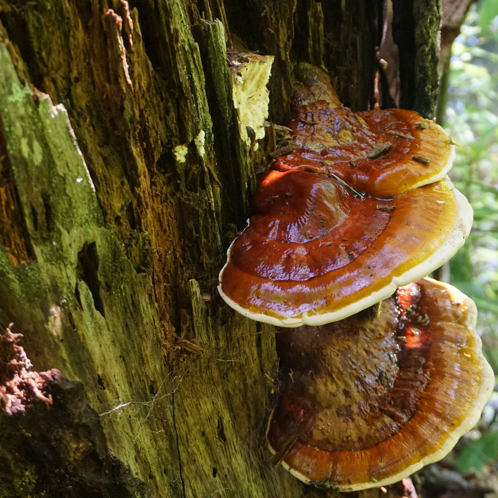 reishi mushrooms growing on the side of a tree