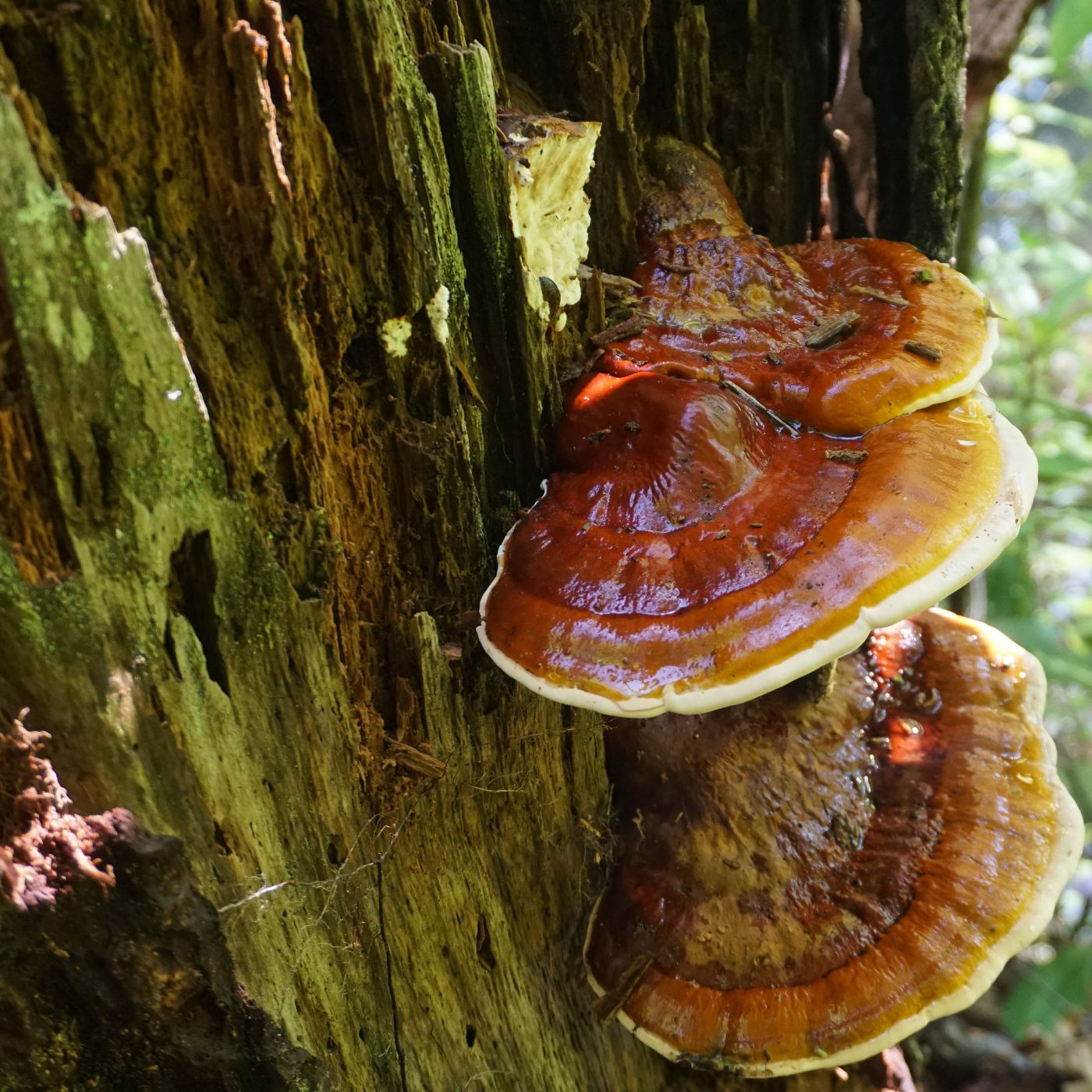 reishi mushrooms growing on the side of a tree
