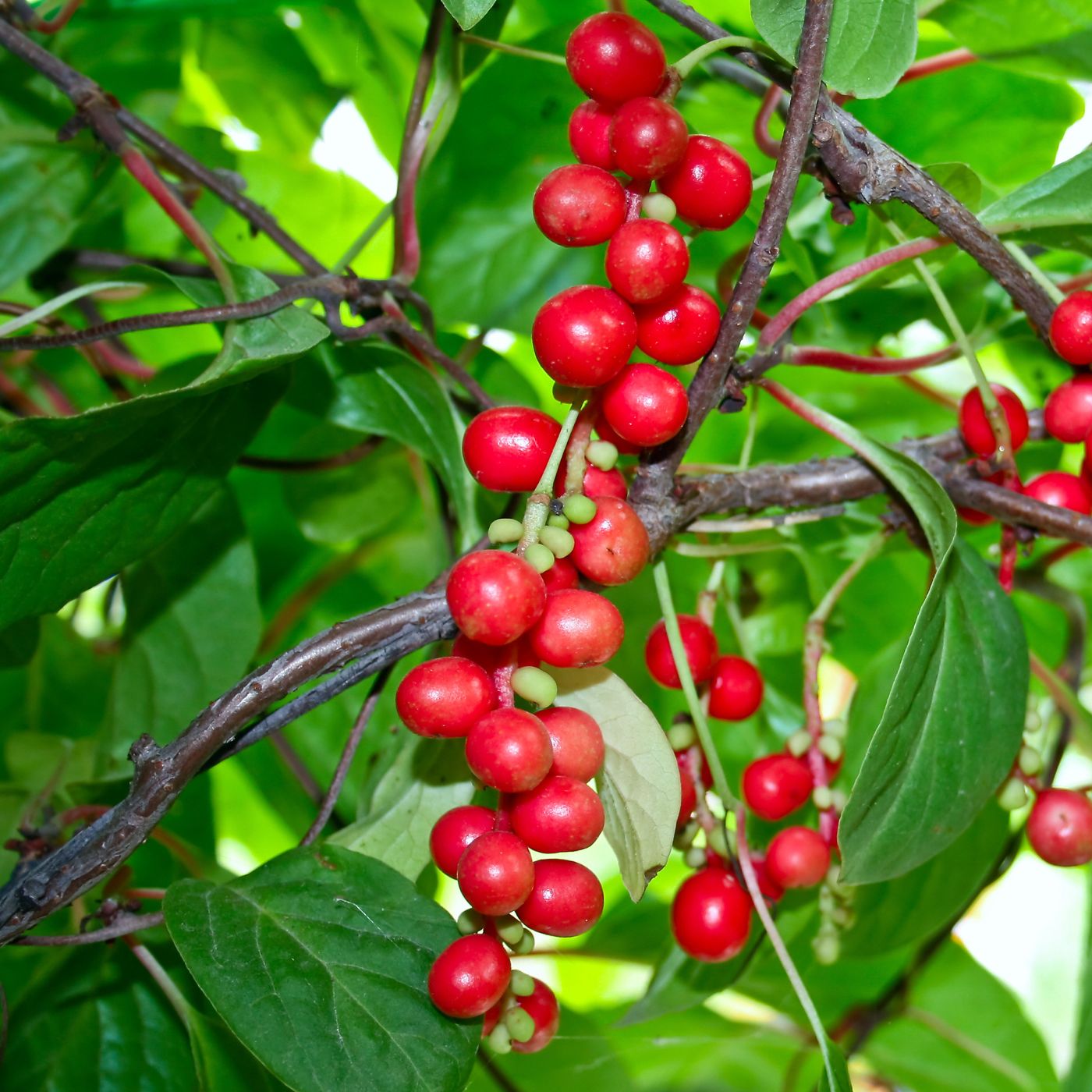 Schisandra Red berries on a branch with green leaves