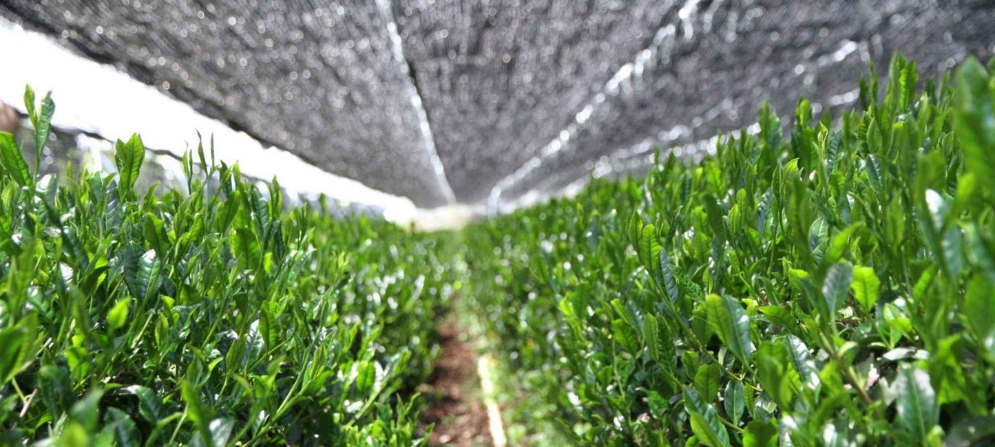 Row of tea plants under a shade covering