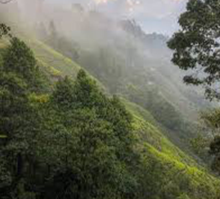 Hilly tea fields with greenery and misty atmosphere