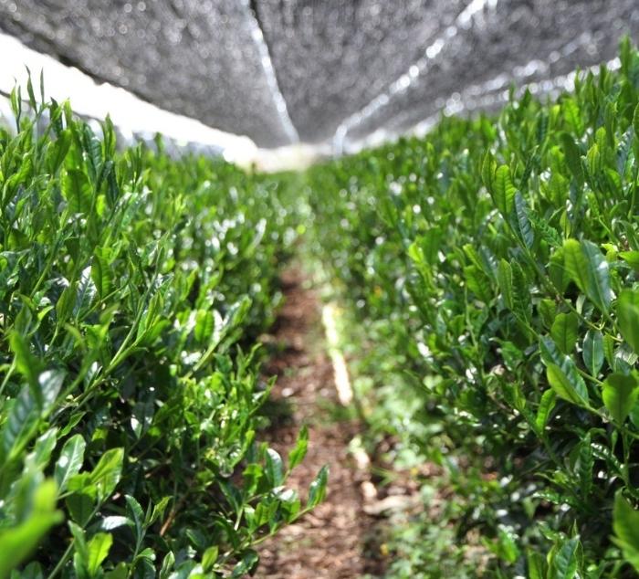 tea leaves growing under shade