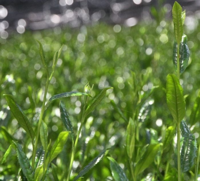 
                  
                    green tea leaves growing under black shade
                  
                