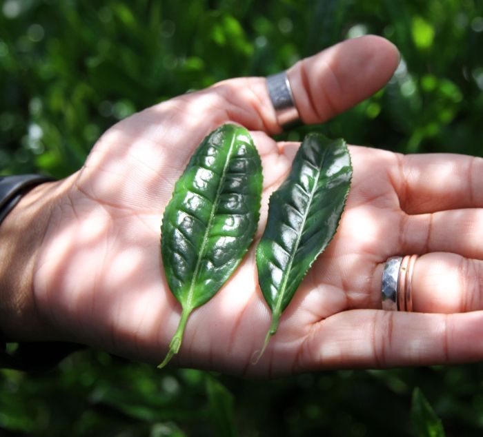 
                  
                    a hand holds out two deep gyokuro green tea leaves 
                  
                