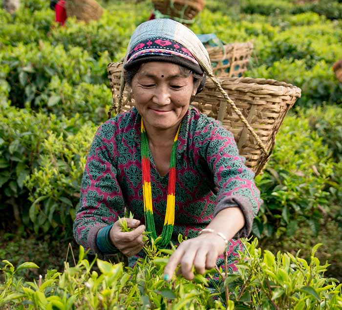 Woman picking tea leaves in at the Kanchanjangha Tea Estate in Nepal