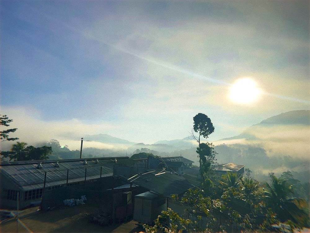 lumbini tea valley vista