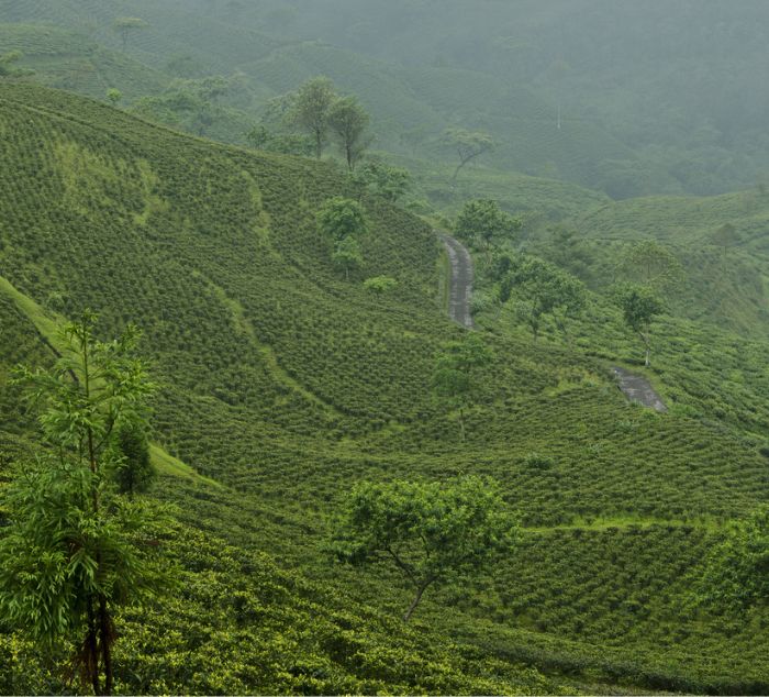 Origin Reserve Sampler: Single Origin Tea Sampler | The Tea Spot