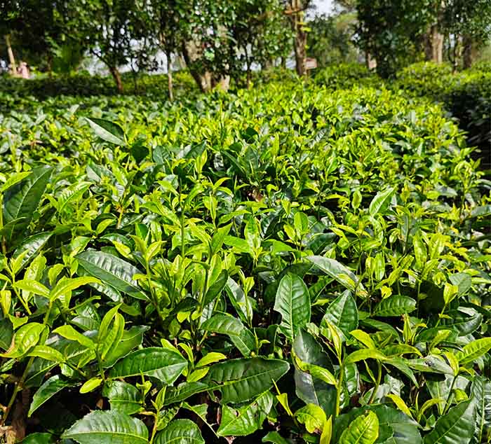 Tea plantation with rows of green tea bushes