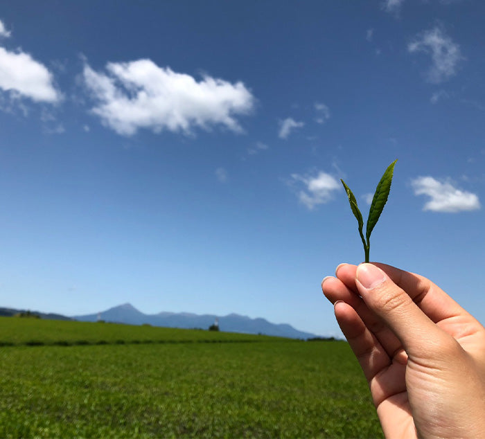 
                  
                    a person holding a tea leaf in front of a tea field
                  
                