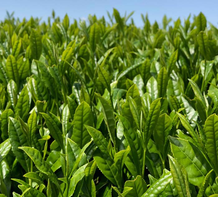 a closeup of sencha tea leaves