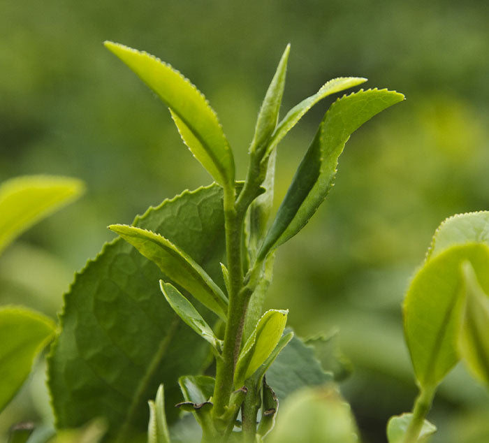 Close-up of green tea leaves on a blurred green background