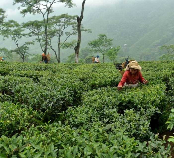 people picking tea leaves in turzum tea estate