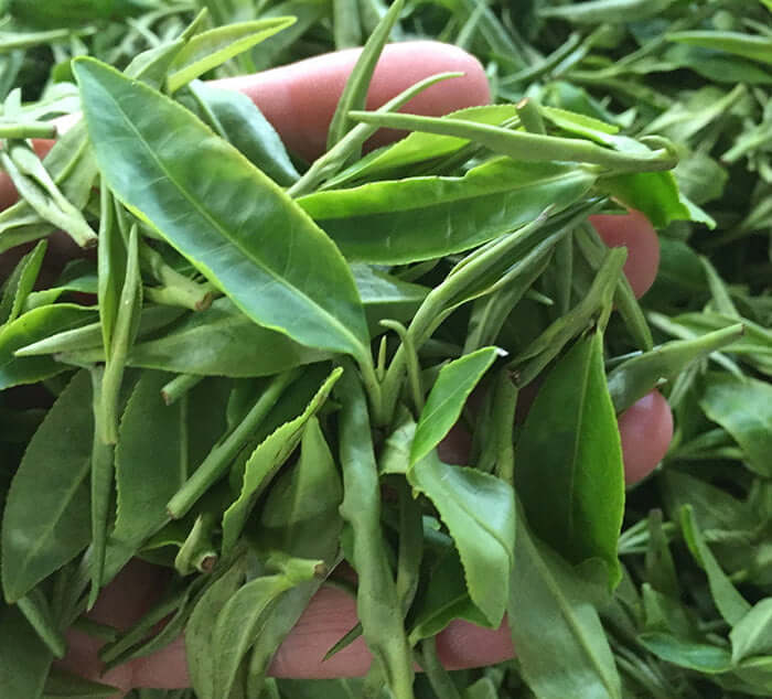 Organic Dragonwell - Loose Leaf Dragonwell Spring-Picked | Tea Spot