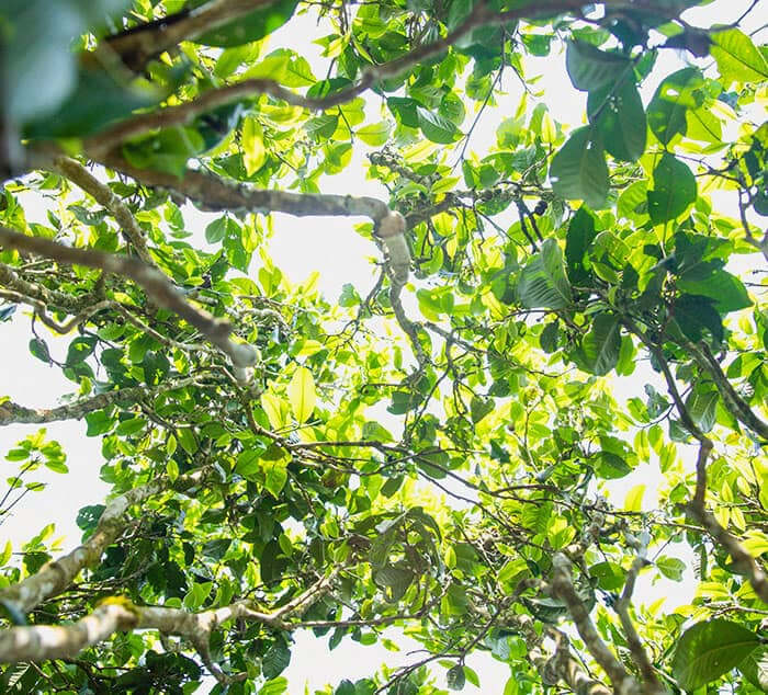 Wild Harvest Green Pu'erh Trees